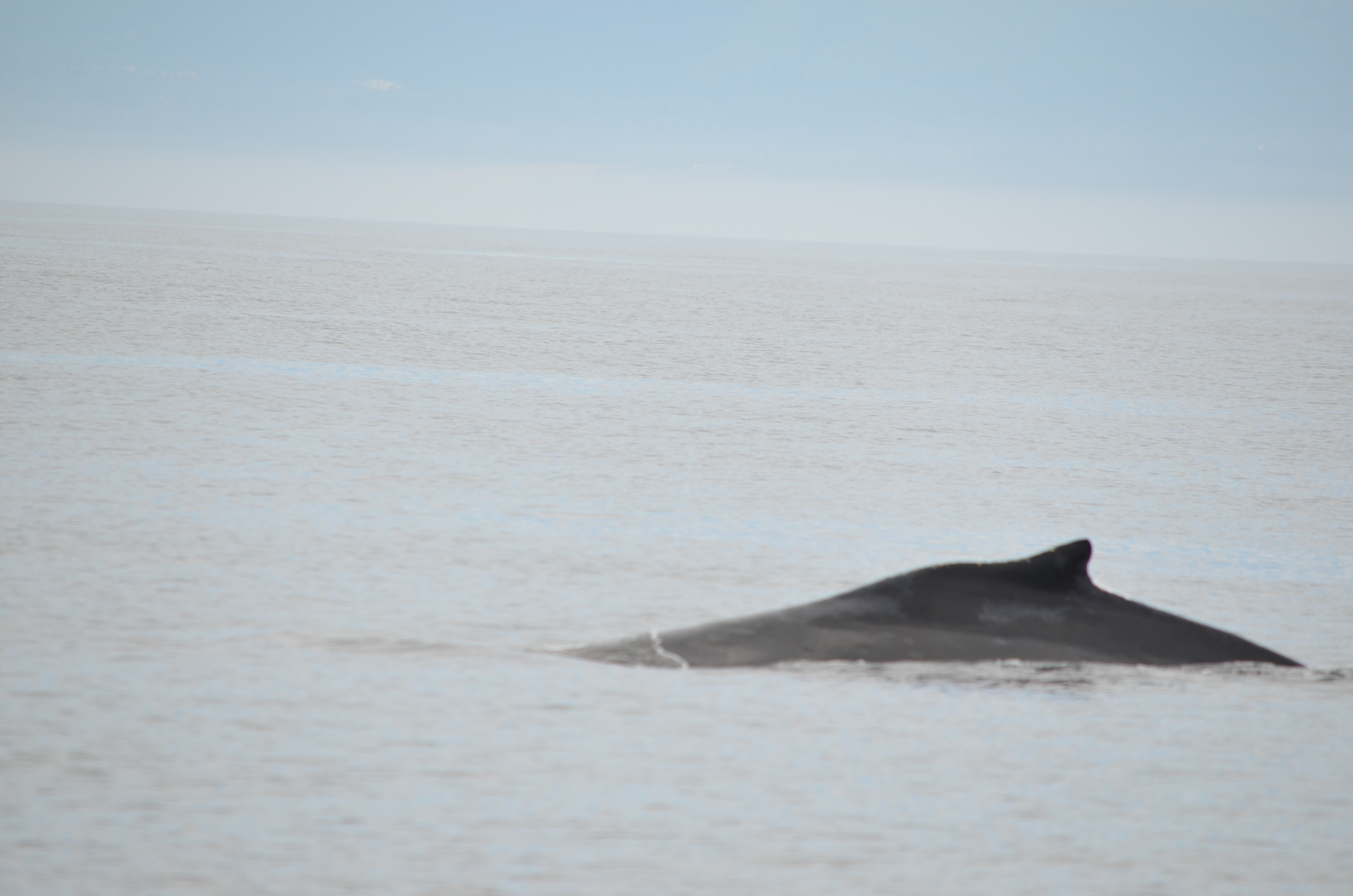 photos/wildlife/Mammal_Species/Humpback Whale/DSC_0074.JPG